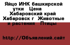 Яйцо ИНК башкирской утки › Цена ­ 60 - Хабаровский край, Хабаровск г. Животные и растения » Птицы   